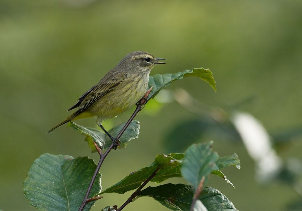 How To Attract Birds to Your Garden