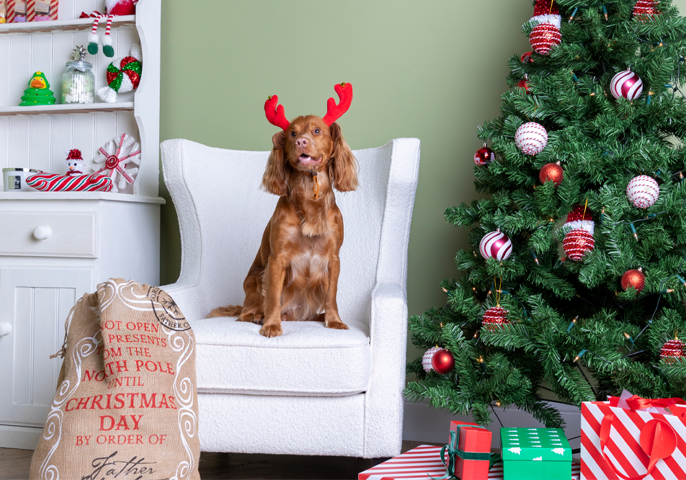 Gifting Pets at Christmas