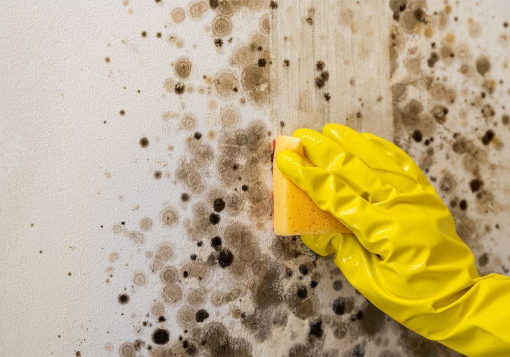 How to Get Rid of Mould and Damp