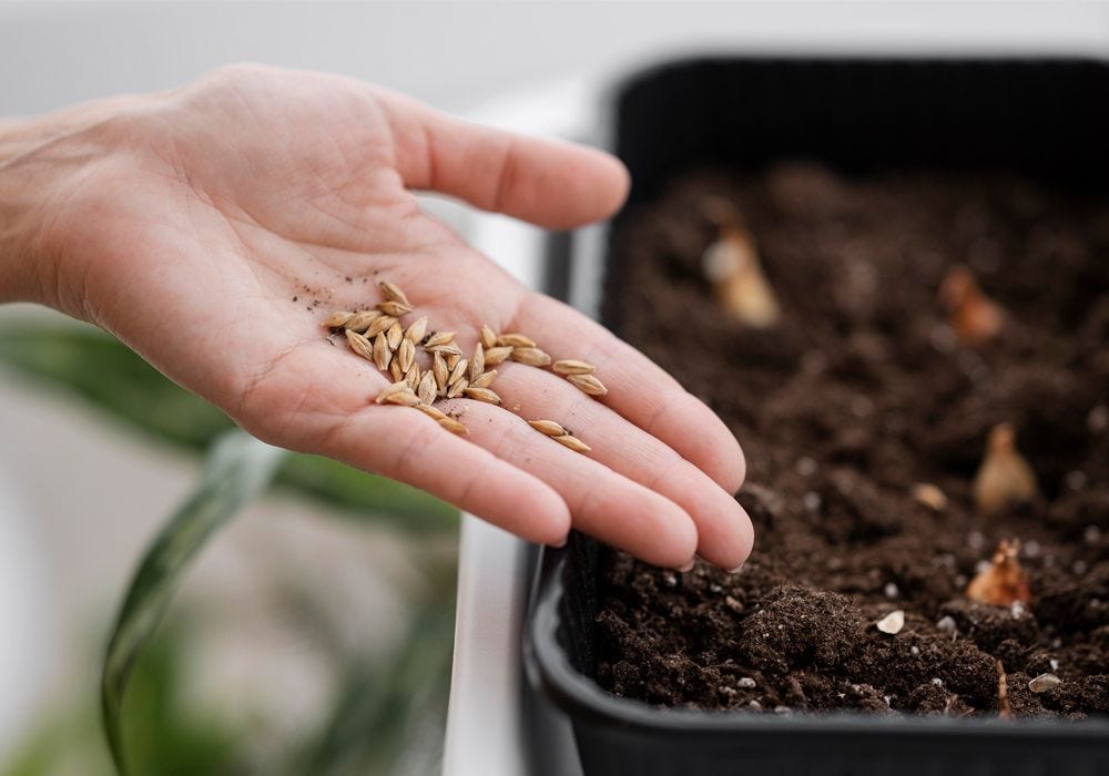 How To Sow Outdoor Seeds Successfully