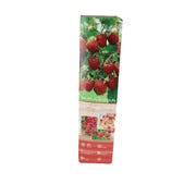 Fruit Shrub - Raspberry