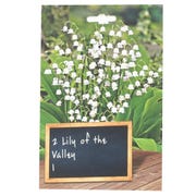 Perennial Bulbs - 2 Lily Of The Valley
